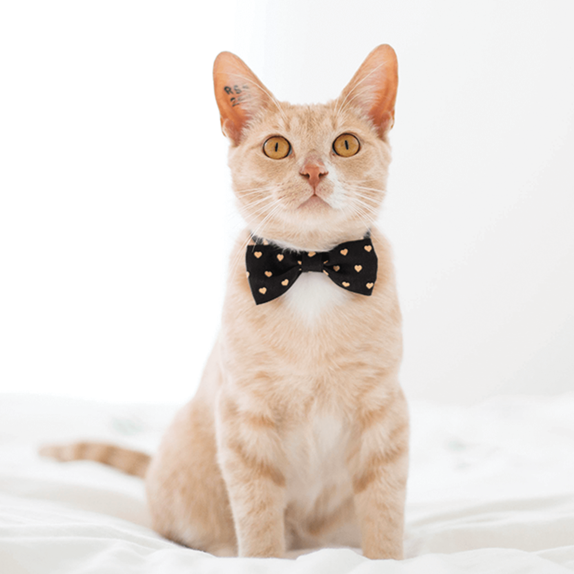 Bow Tie Cat Collar | Breakaway buckle | Grey Heart Print